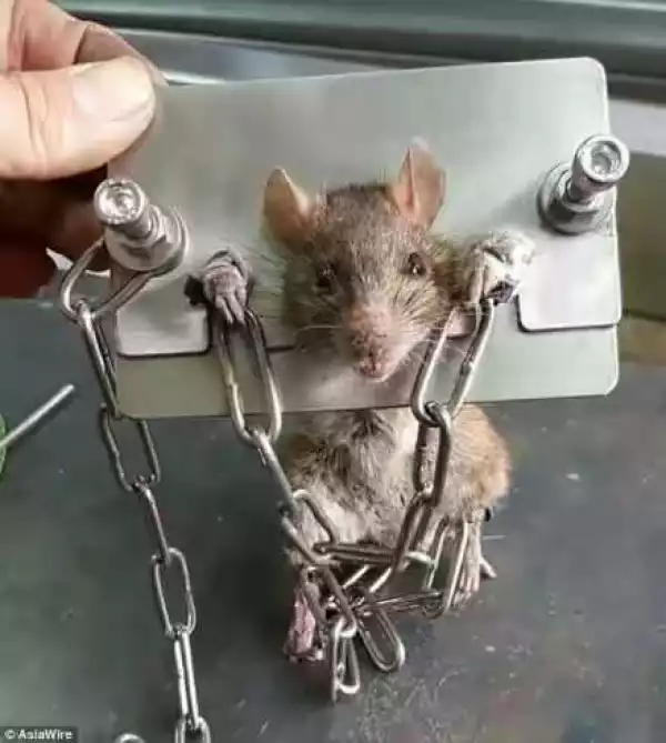 Hilarious Photo Of The Day: See How This Rat Was Punished For Entering Someone